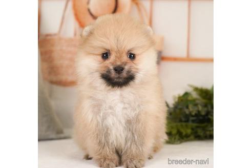 成約済の神奈川県のポメラニアン-239007の1枚目