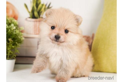 成約済の神奈川県のポメラニアン-239018