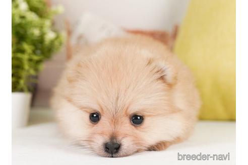 成約済の神奈川県のポメラニアン-239018の2枚目