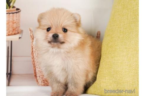 成約済の神奈川県のポメラニアン-239018の3枚目