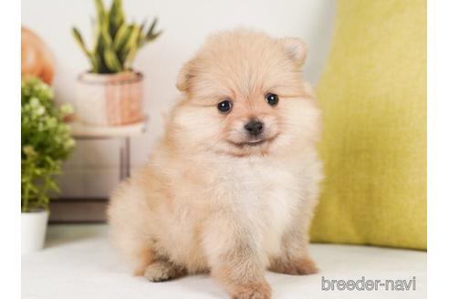 成約済の神奈川県のポメラニアン-239018の4枚目