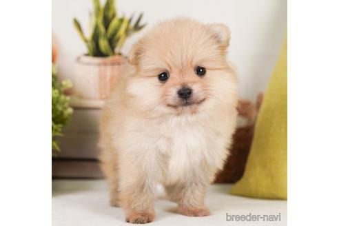 成約済の神奈川県のポメラニアン-239018の5枚目