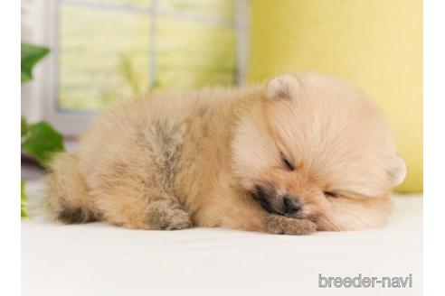 成約済の神奈川県のポメラニアン-239025の4枚目