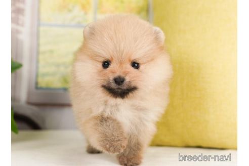 成約済の神奈川県のポメラニアン-239025