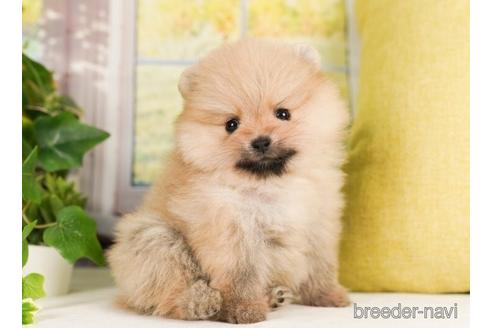 成約済の神奈川県のポメラニアン-239025の5枚目