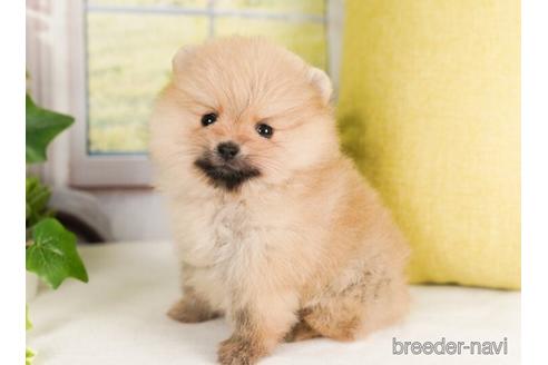 成約済の神奈川県のポメラニアン-239025の2枚目