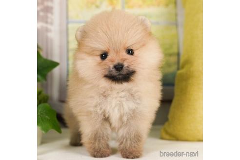 成約済の神奈川県のポメラニアン-239025の3枚目