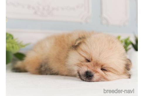 成約済の神奈川県のポメラニアン-239029の2枚目