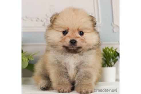 成約済の神奈川県のポメラニアン-239029