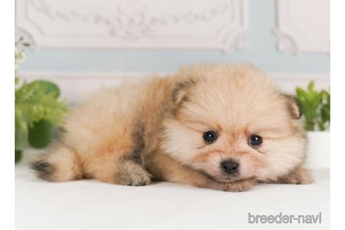 成約済の神奈川県のポメラニアン-239029の3枚目