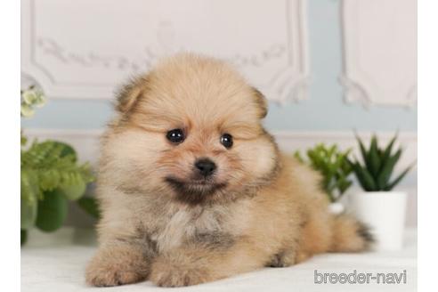 成約済の神奈川県のポメラニアン-239029の4枚目