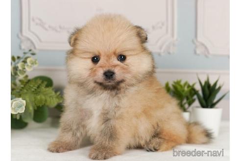 成約済の神奈川県のポメラニアン-239029の5枚目