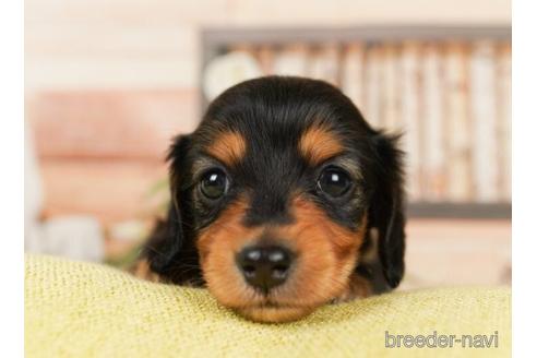 成約済の神奈川県のミニチュアダックスフンド(ロングヘアード)-239037