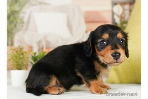 成約済の神奈川県のミニチュアダックスフンド(ロングヘアード)-239037の2枚目