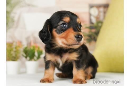 成約済の神奈川県のミニチュアダックスフンド(ロングヘアード)-239037の4枚目