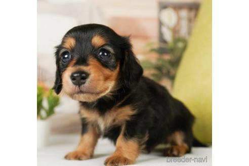 成約済の神奈川県のミニチュアダックスフンド(ロングヘアード)-239037の3枚目