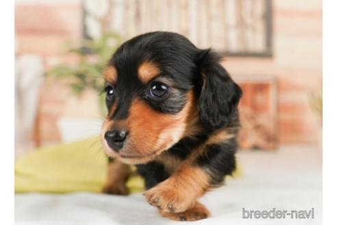 成約済の神奈川県のミニチュアダックスフンド(ロングヘアード)-239037の5枚目