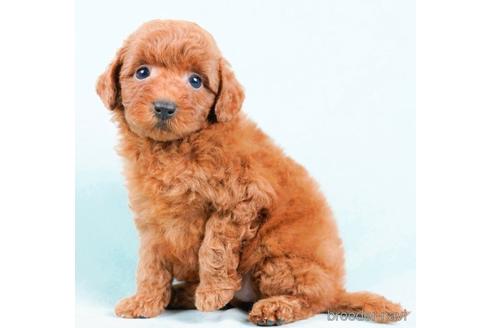 成約済の東京都のトイプードル-239034の4枚目