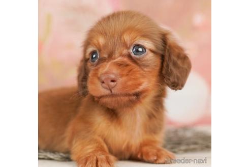 成約済の千葉県のカニンヘンダックスフンド(ロングヘアード)-239050の4枚目