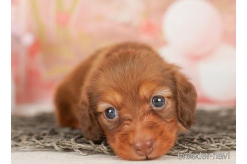 成約済の千葉県のカニンヘンダックスフンド(ロングヘアード)-239050の5枚目