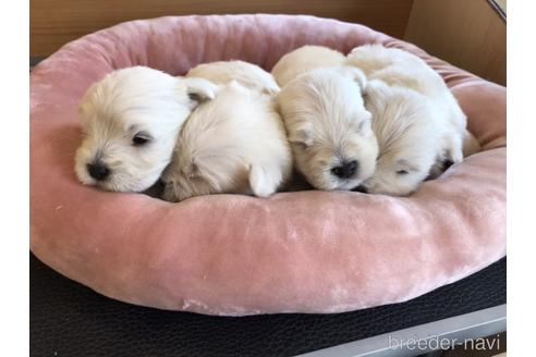 成約済の北海道のミックス犬-239064の2枚目