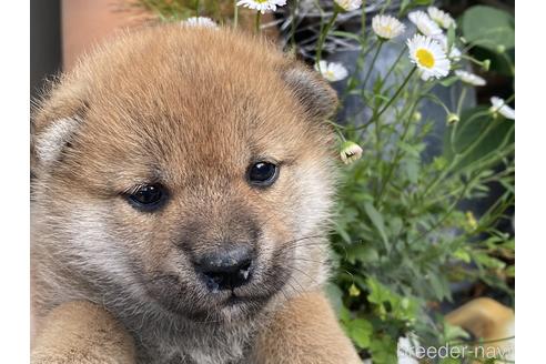 成約済の岡山県の柴犬-233540の1枚目