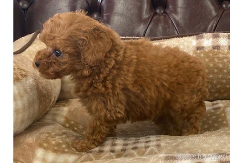 成約済の香川県のタイニープードル-239075の5枚目