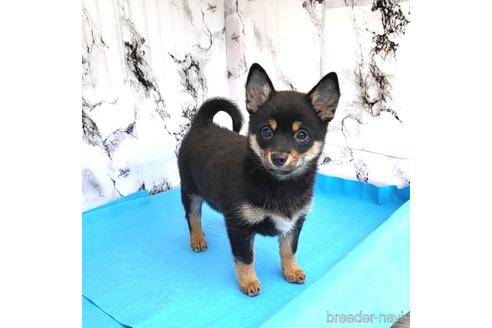 成約済の茨城県のミックス犬-237823の20枚目