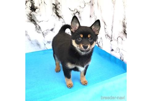 成約済の茨城県のミックス犬-237823の18枚目