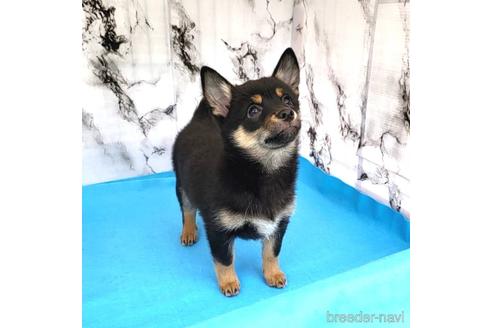 成約済の茨城県のミックス犬-237823の16枚目