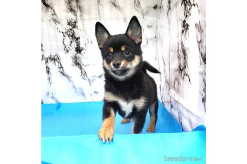 成約済の茨城県のミックス犬-237823の17枚目