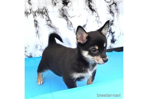 成約済の茨城県のミックス犬-235805の6枚目