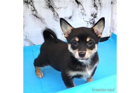 成約済の茨城県のミックス犬-235805の9枚目