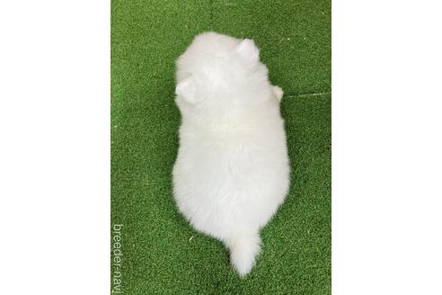 成約済の愛知県の日本スピッツ-238110の8枚目