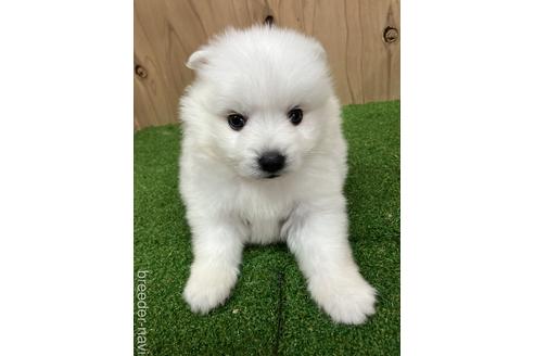 成約済の愛知県の日本スピッツ-238110の1枚目