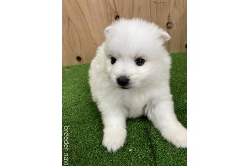 成約済の愛知県の日本スピッツ-238110の7枚目