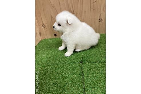 成約済の愛知県の日本スピッツ-238110の4枚目