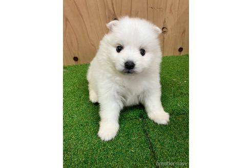 成約済の愛知県の日本スピッツ-238110の2枚目