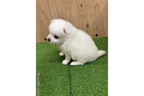 成約済の愛知県の日本スピッツ-237398の6枚目