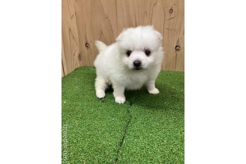 成約済の愛知県の日本スピッツ-237398の5枚目