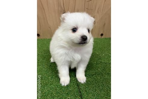 成約済の愛知県の日本スピッツ-237398の4枚目