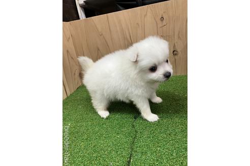 成約済の愛知県の日本スピッツ-237398の3枚目