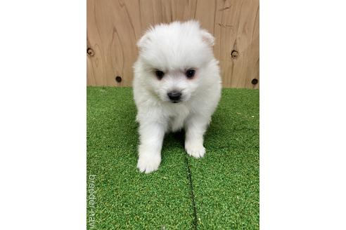 成約済の愛知県の日本スピッツ-237398の2枚目