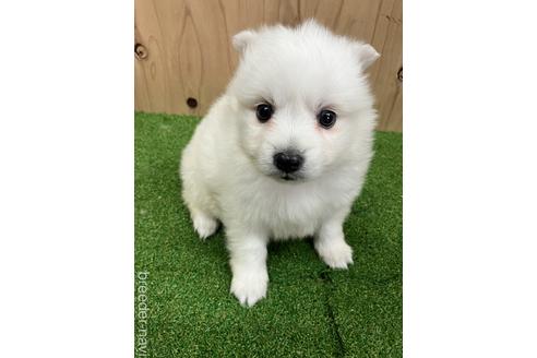 成約済の愛知県の日本スピッツ-238560