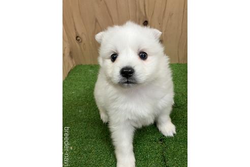 成約済の愛知県の日本スピッツ-238560の5枚目