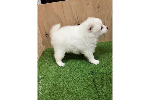 成約済の愛知県の日本スピッツ-238560の3枚目