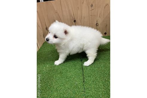 成約済の愛知県の日本スピッツ-238560の2枚目