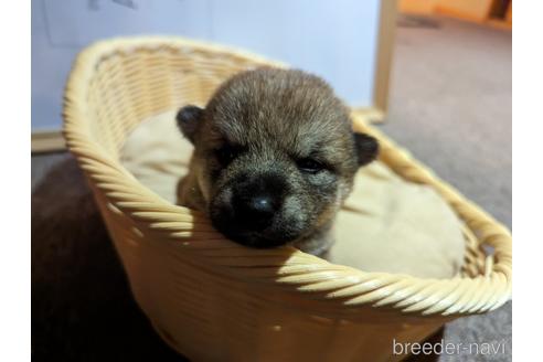 成約済の山形県の柴犬-239146の1枚目