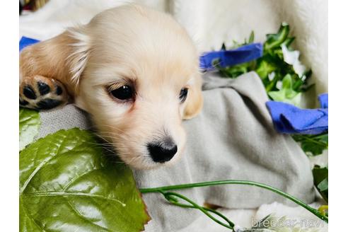 成約済の福岡県のカニンヘンダックスフンド(ロングヘアード)-239190の3枚目