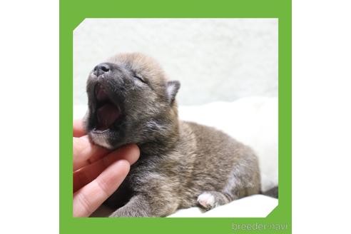 成約済の岡山県の柴犬-239246の18枚目